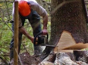 Несанкционированное вырубание лесных насаждений